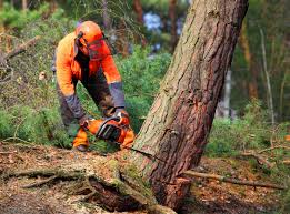 Best Commercial Tree Services  in Bremen, OH