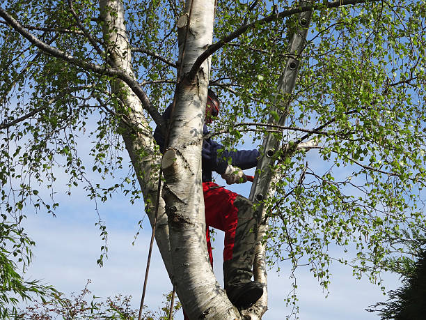 Best Hazardous Tree Removal  in Bremen, OH