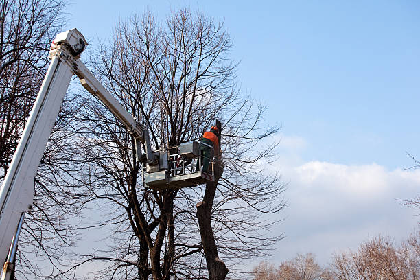 Best Tree and Shrub Care  in Bremen, OH