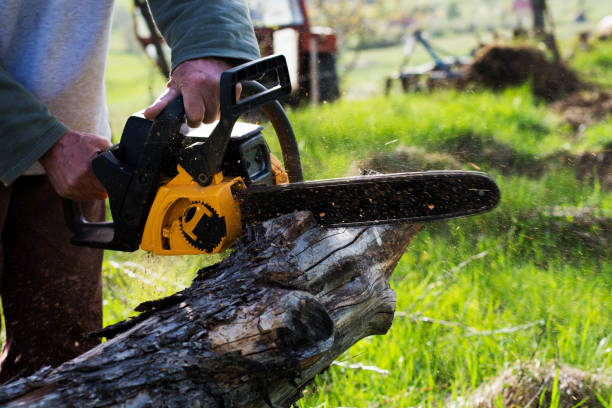 Best Stump Grinding and Removal  in Bremen, OH