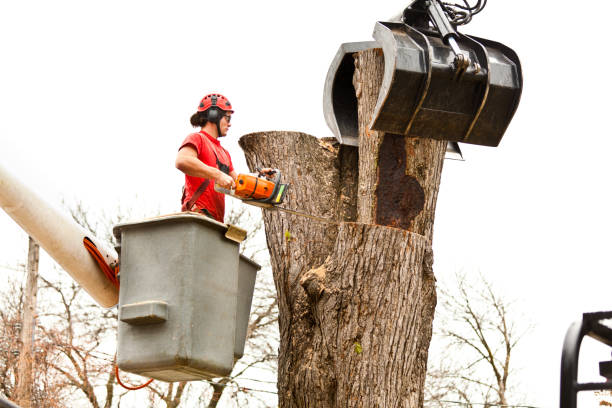 Best Tree Mulching  in Bremen, OH